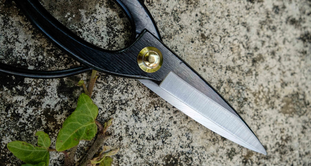 Kikudo Okubo saks 200 mm – Aogami #2 – produktbillede 3